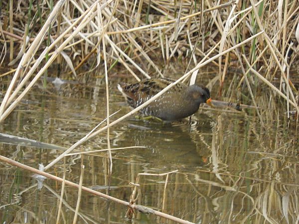 Marouette ponctuée  - Kilian Hagmüller