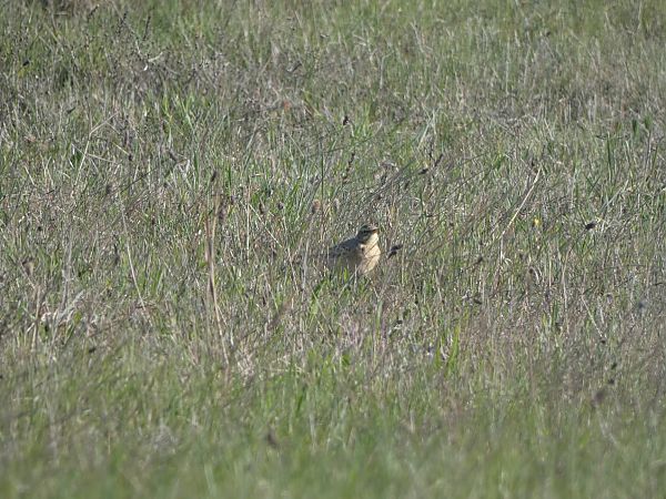 Pipit rousseline  - Riccardo Pianezza