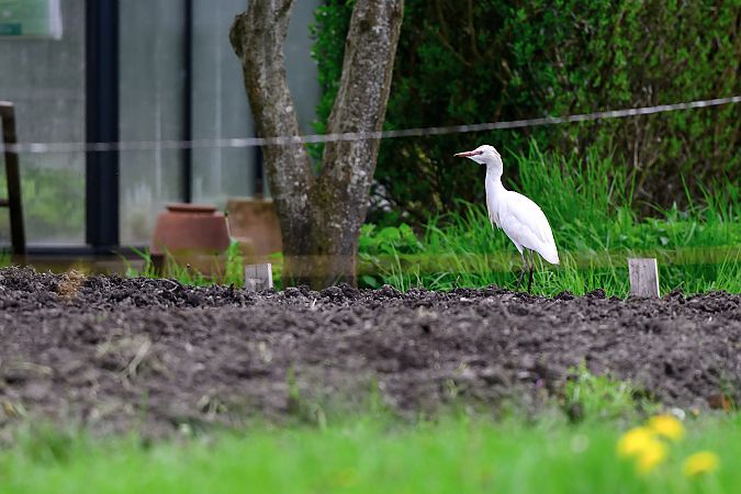 Héron garde-boeufs  - Martin Gabriel