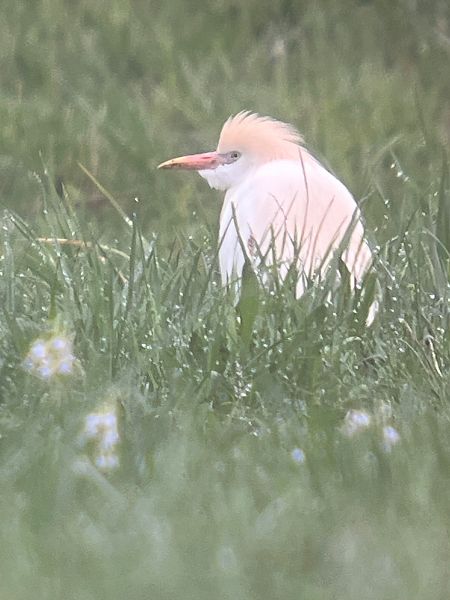 Héron garde-boeufs  - Herta Mangeng