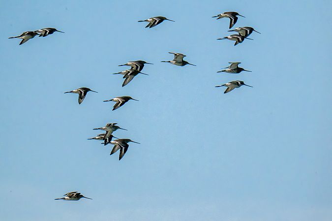 Barge à queue noire 