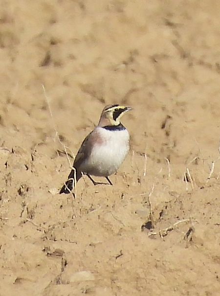 Alouette haussecol  - Alexander Bürscher