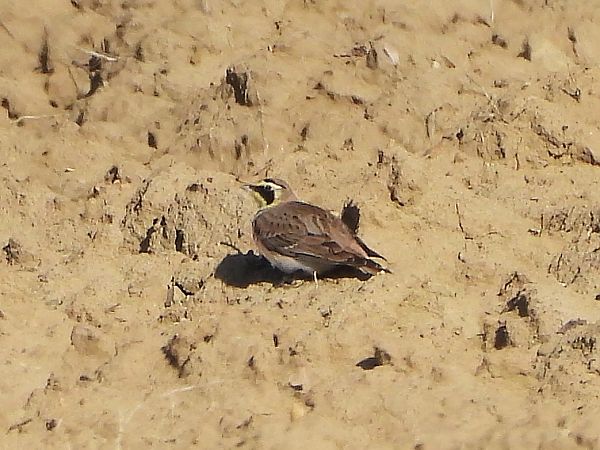 Alouette haussecol  - Alexander Bürscher