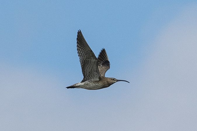 Courlis corlieu  - Viehböck Helga