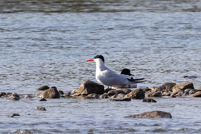 Sterne caspienne  - Viehböck Helga