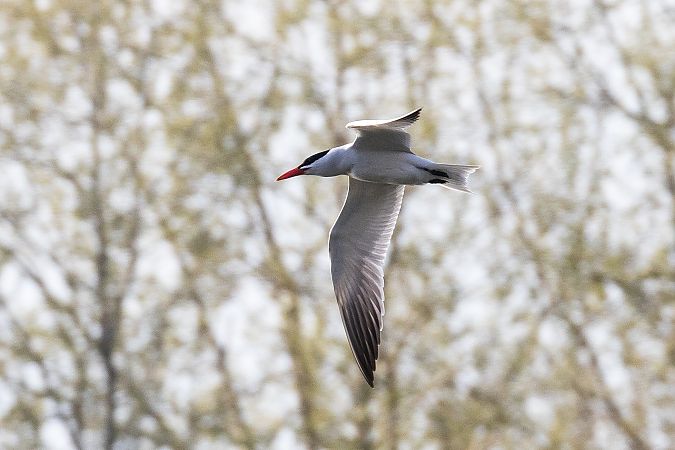 Sterne caspienne  - Viehböck Helga