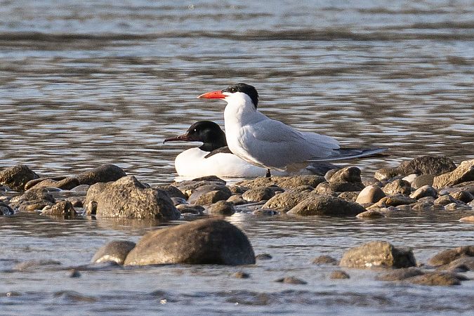Sterne caspienne  - Viehböck Helga