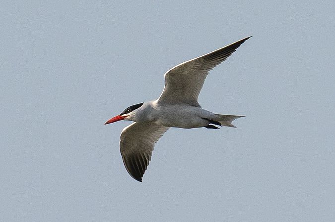 Sterne caspienne  - Viehböck Helga