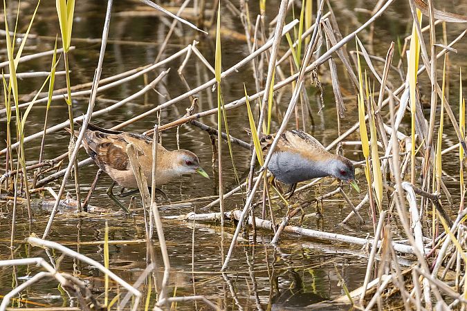 Marouette poussin  - Viehböck Helga