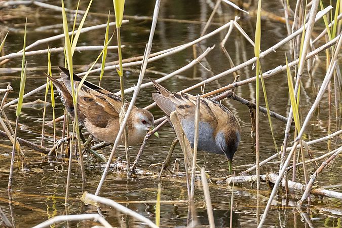 Marouette poussin  - Viehböck Helga