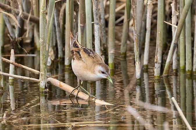 Marouette poussin  - Viehböck Helga