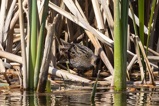 Marouette ponctuée  - Viehböck Helga