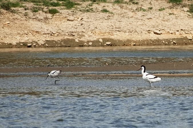 Avocette élégante  - Gudrun Schreiber-Jankovits