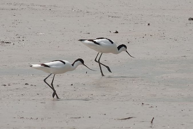 Avocette élégante  - Gudrun Schreiber-Jankovits