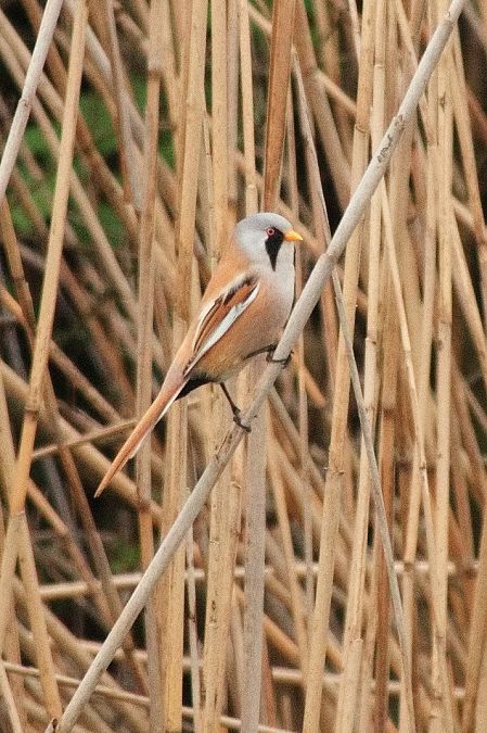 Panure à moustaches  - Gudrun Schreiber-Jankovits