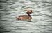 Grèbe esclavon  - Dario Track