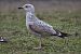 Goéland hybride indéterminé  - Wolfgang Schweighofer