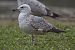 Goéland hybride indéterminé  - Wolfgang Schweighofer