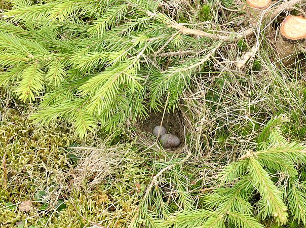 Oiseau indéterminé 