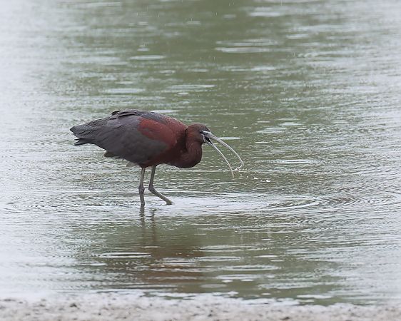 Ibis falcinelle  - Gerhard Rieder