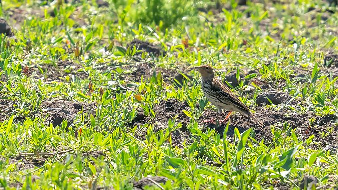 Pipit à gorge rousse  - André Henzen