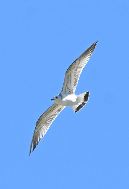 Oiseau indéterminé  - Gerwin Grohmann