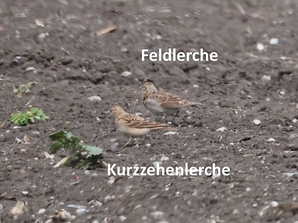 Alouette calandrelle  - Lydia Brühwasser