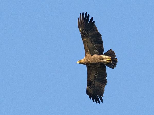 Aigle pomarin  - Franz Fischer