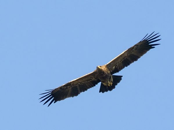 Aigle pomarin  - Franz Fischer