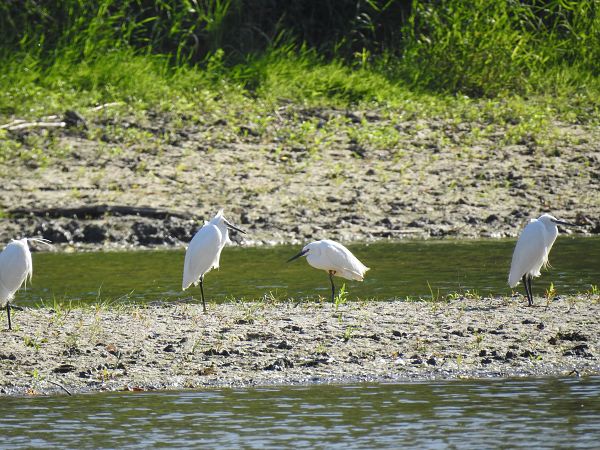 Grande Aigrette  - Anne Gerstbacher