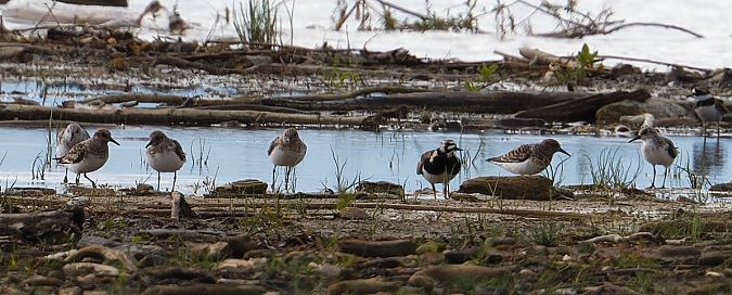 Bécasseau sanderling  - Jasper Baruth