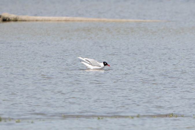 Mouette mélanocéphale  - Richard Blach