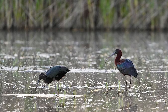 Ibis falcinelle  - Florian Nolting