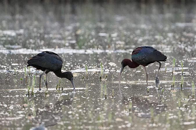 Ibis falcinelle  - Florian Nolting