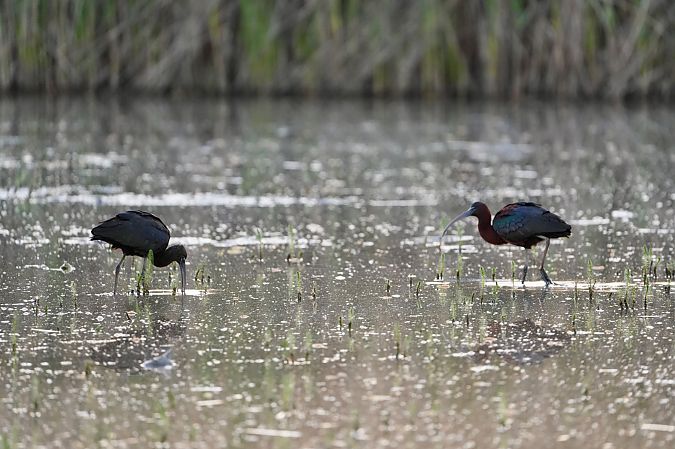 Ibis falcinelle  - Florian Nolting