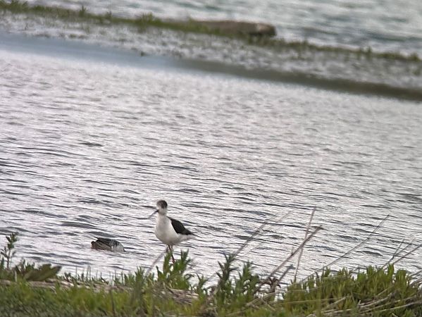 Black-winged Stilt  - Christa(+thomas) Pumberger