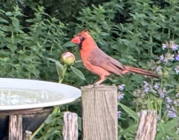 Oiseau indéterminé  - Günther Votawa