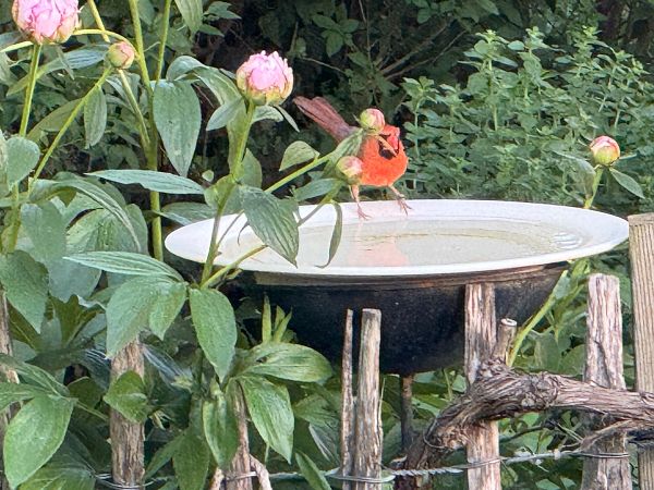 Oiseau indéterminé  - Günther Votawa