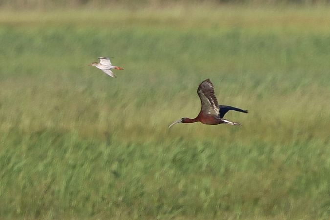 Ibis falcinelle  - Bernhard Zens