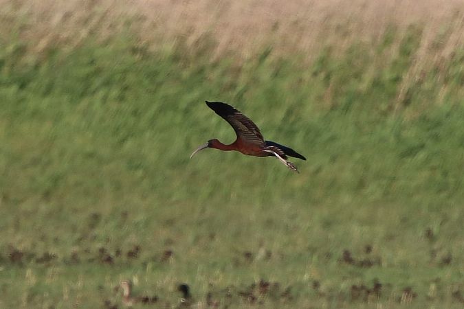 Ibis falcinelle  - Bernhard Zens