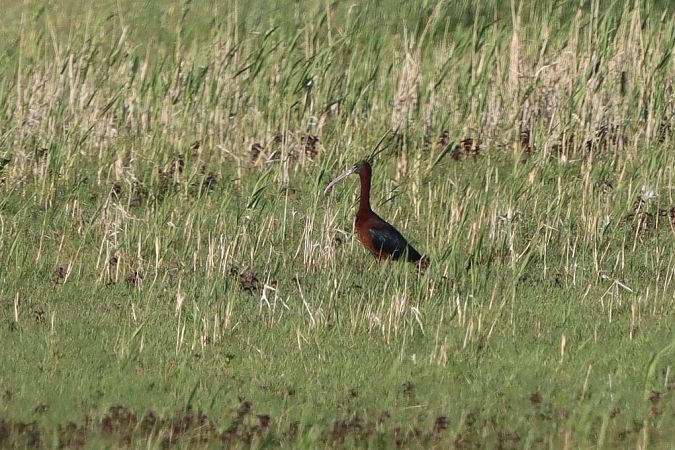 Ibis falcinelle  - Bernhard Zens