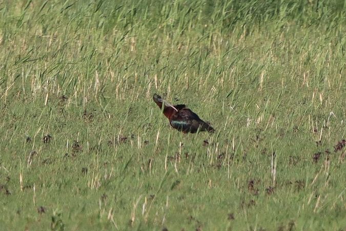 Ibis falcinelle  - Bernhard Zens