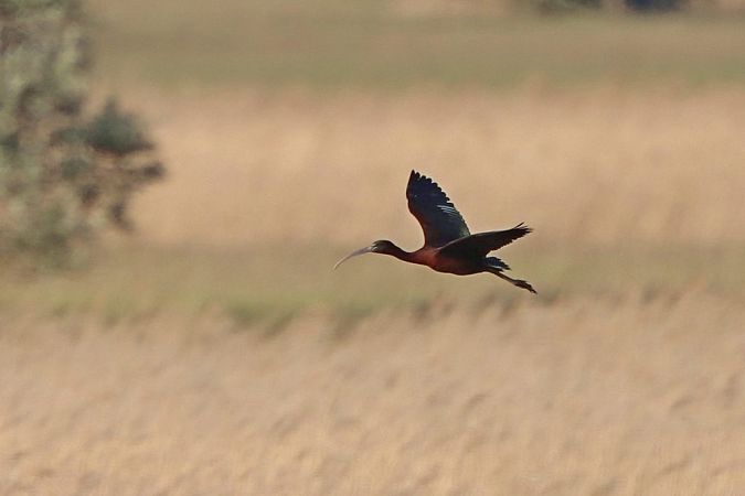 Ibis falcinelle  - Bernhard Zens