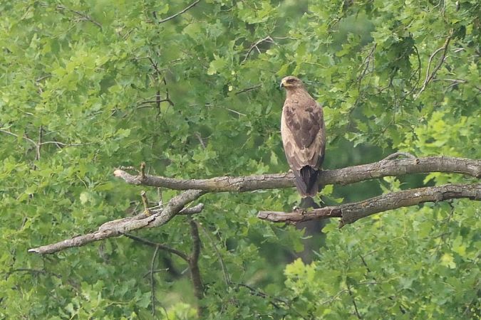 Aigle pomarin  - Bernhard Zens