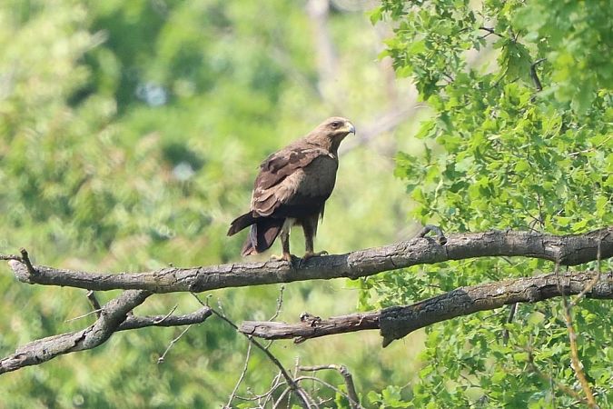 Aigle pomarin  - Bernhard Zens