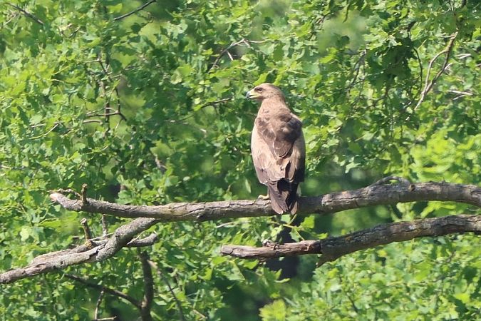 Aigle pomarin  - Bernhard Zens