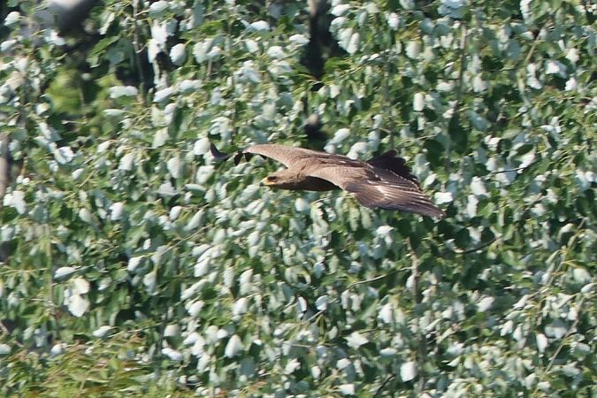 Aigle pomarin  - Bernhard Zens