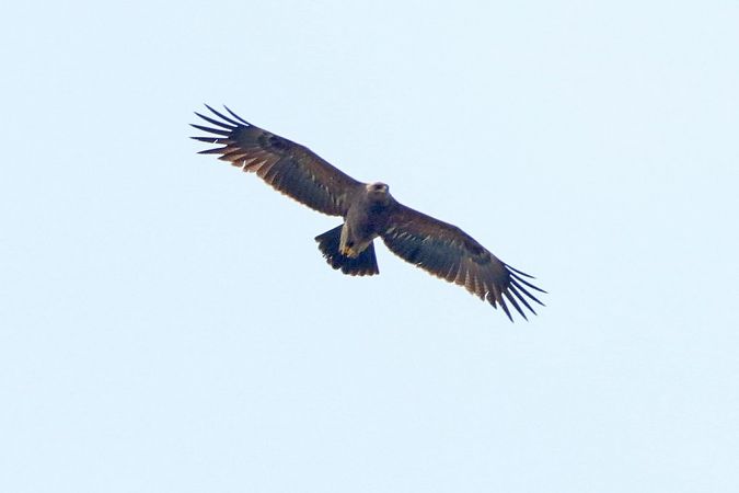 Aigle pomarin  - Bernhard Zens