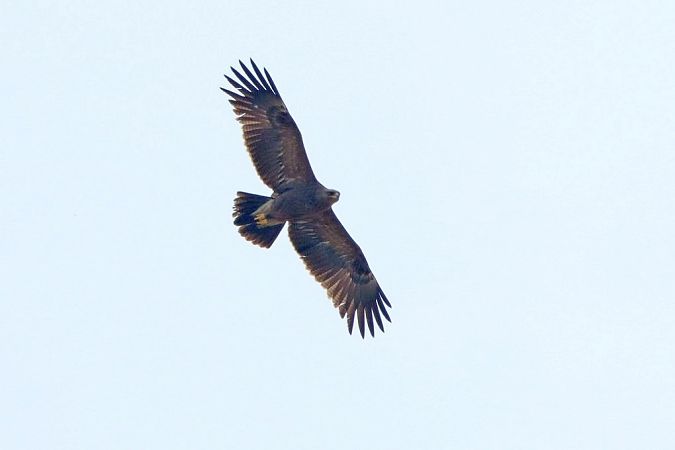 Aigle pomarin  - Bernhard Zens