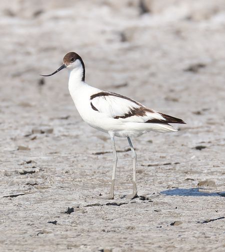 Avocette élégante  - Günter Komarnicki